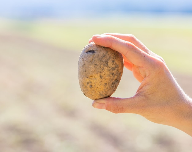 L'agricoltore tiene in mano patate fresche Raccolto cibo vegetariano biologico