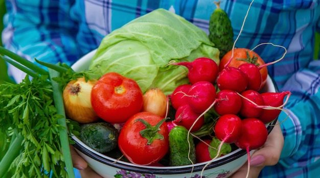 L'agricoltore tiene in mano un raccolto di verdure Messa a fuoco selettiva