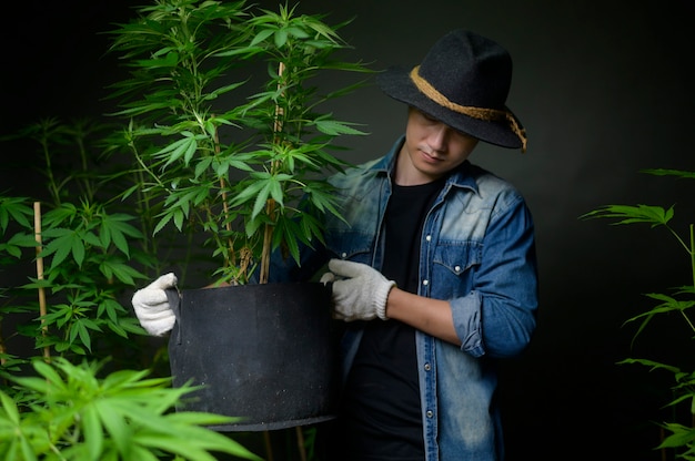 L'agricoltore tiene in mano un vaso di cannabis, che mostra in una fattoria legalizzata.