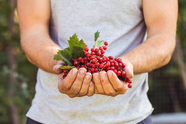 L'agricoltore tiene le bacche di viburno