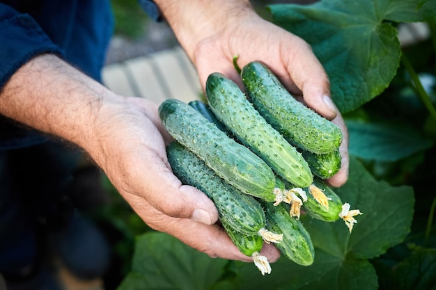 L'agricoltore tiene tra le mani un nuovo raccolto di cetrioli freschi dalla serra