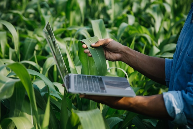 L'agricoltore utilizza la rete di dati di base in Internet dal cellulare per convalidare il test e selezionare il nuovo metodo di coltivazione Giovani agricoltori e coltivatori di tabacco