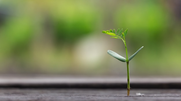 L&#39;agricoltura che pianta semina la crescita, concetto di growht di affari