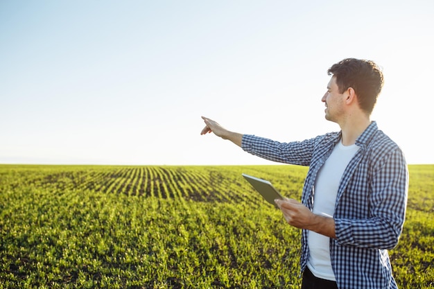 L'agromonista si trova al campo di grano verde giovane controllando l'andamento del raccolto con la tavoletta in mano. L'agricoltore esamina il campo e valuta le condizioni delle piante.