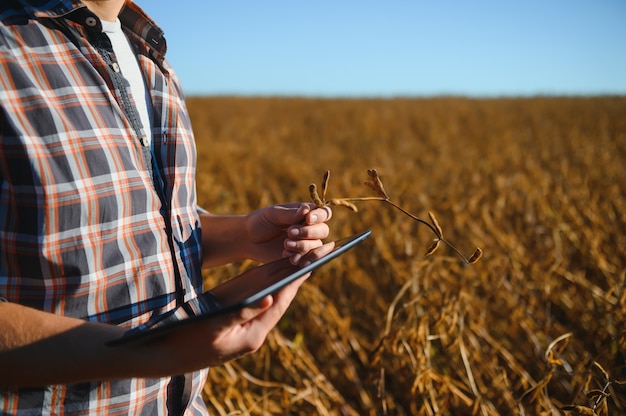 L'agronomo ispeziona il raccolto di soia in campo agricolo - concetto Agro - agricoltore nella piantagione di soia in fattoria.