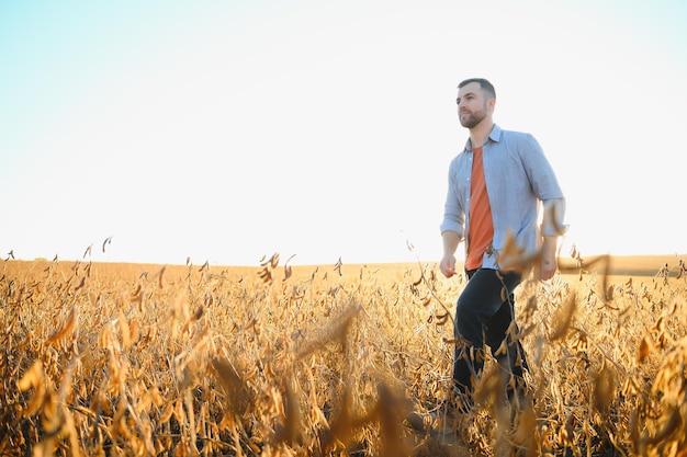 L'agronomo ispeziona il raccolto di soia nel campo agricolo Agro concept agricoltore nella piantagione di soia in azienda