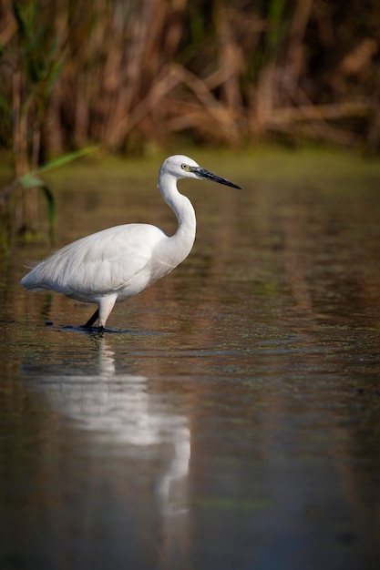 L'airone bianco pesca Filmato alla foce del fiume Kuban