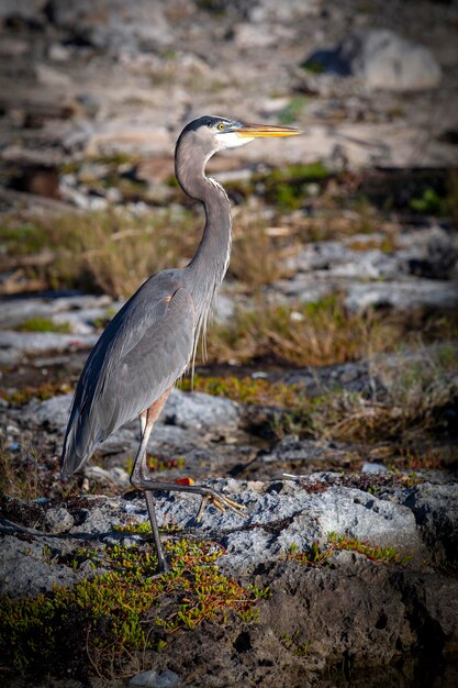 L'airone cenerino Ardea erodiade