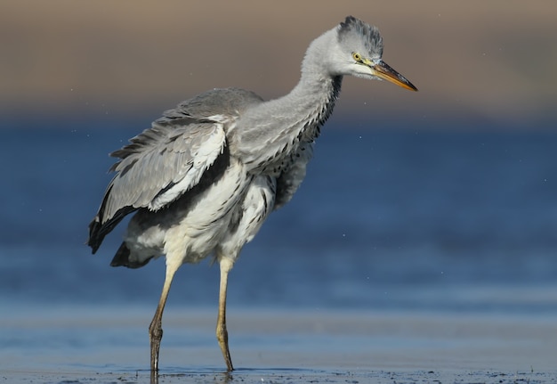 L'airone cenerino gonfiò le piume e le spazzò via.