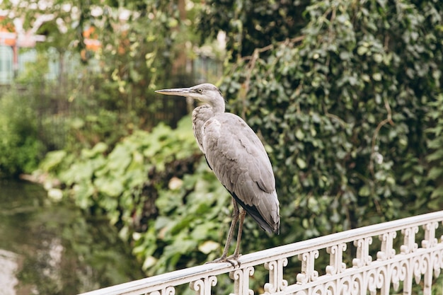 L'airone cinerino Ardea cinerea nel canneto