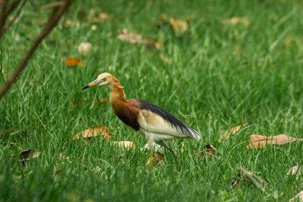 L'airone di stagno di Giava ha bocca gialla, punta nera, testa, collo e petto neri.