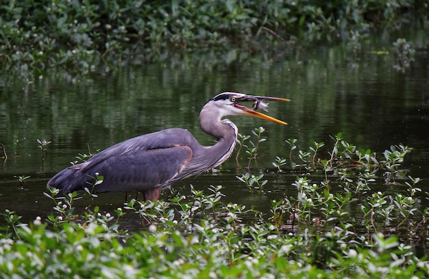 L'airone grigio ha catturato un pesce nel lago.