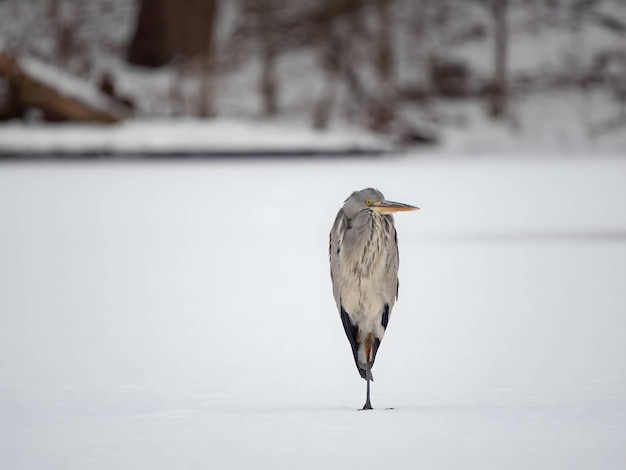 L'airone grigio sull'acqua ghiacciata, la neve intorno.