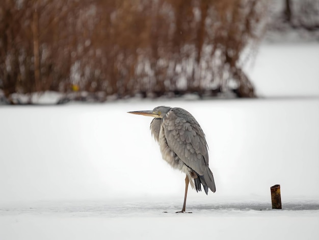 L'airone grigio sull'acqua ghiacciata, la neve intorno.