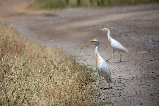 L'airone guardabuoi occidentale (Bubulcus ibis) è una specie di airone.