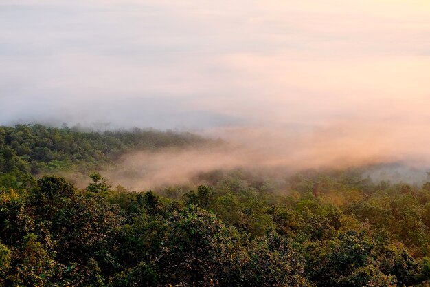 L&#39;alba al punto di vista in foresta ha nebbioso, Phayao, Tailandia.