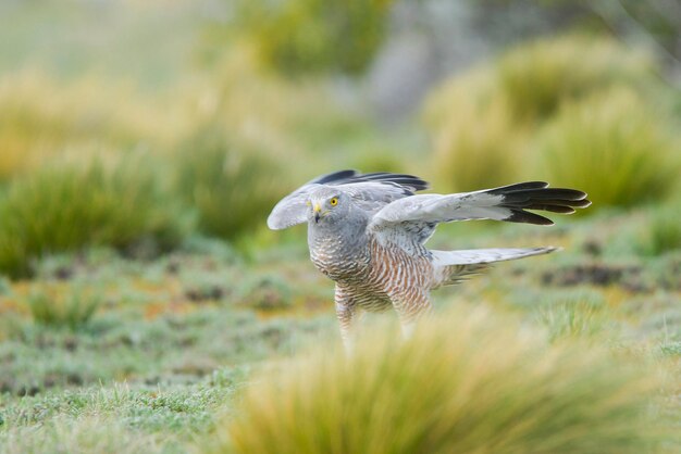 L'albanella reale o falco di cenere è una specie di uccello falconiforme della famiglia degli accipitridae