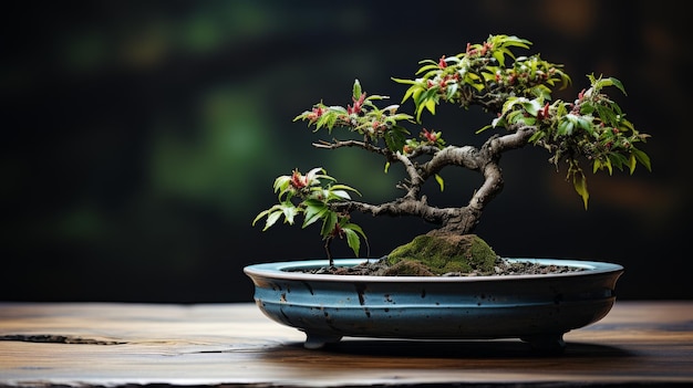 L'albero bonsai nella ciotola blu sul tavolo