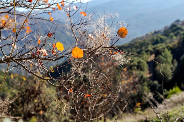 L'albero con foglie gialle che cresce in montagna