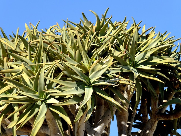 L'albero del drago nel deserto Windhoek Namibia