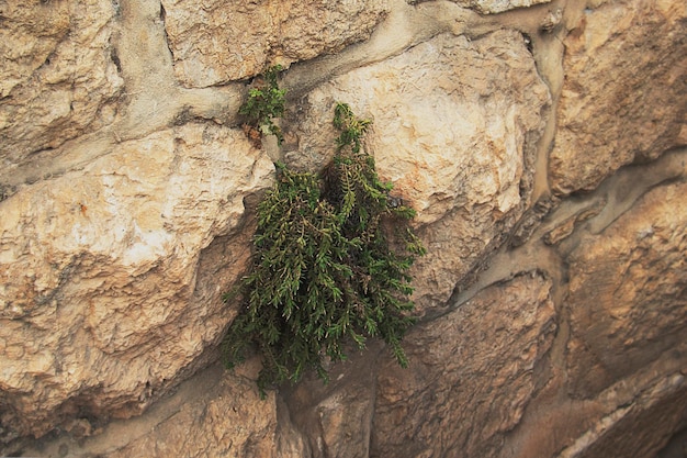 L'albero del muschio cresce su un'unica parete