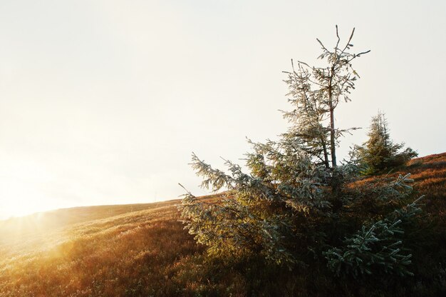 L'albero del nuovo anno con gelo all'alba maestosa nelle montagne abbellisce.