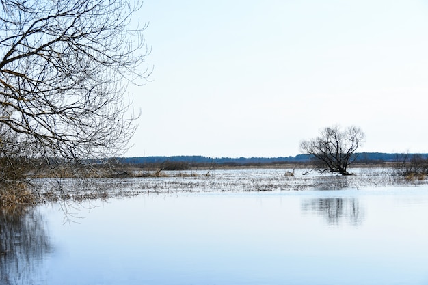 L&#39;albero del paesaggio si sviluppa in un campo con acqua da un fiume