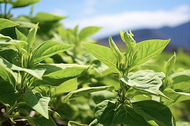 L'albero del tabacco alle Hawaii Nicotiana Glaucas Le foglie verdi rigogliose prendono il sopravvento sul Kuilei Cliffs Beach Park