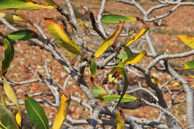 L'albero della bottiglia sull'isola di Socotra Oceano Indiano Yemen