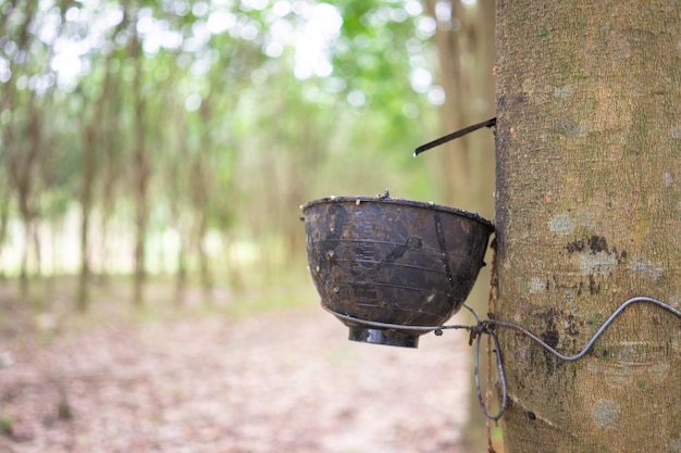 L'albero della gomma (Hevea brasiliensis) produce lattice.