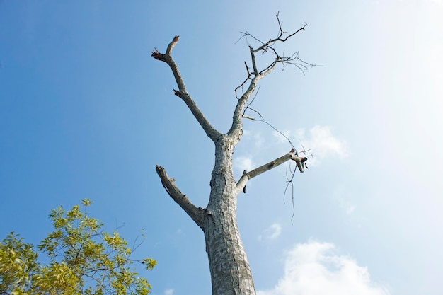L'albero della morte khulnabangladesh khulnagangladesh giugno 102016