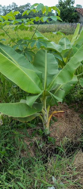 L'albero di banane scattato da vicino