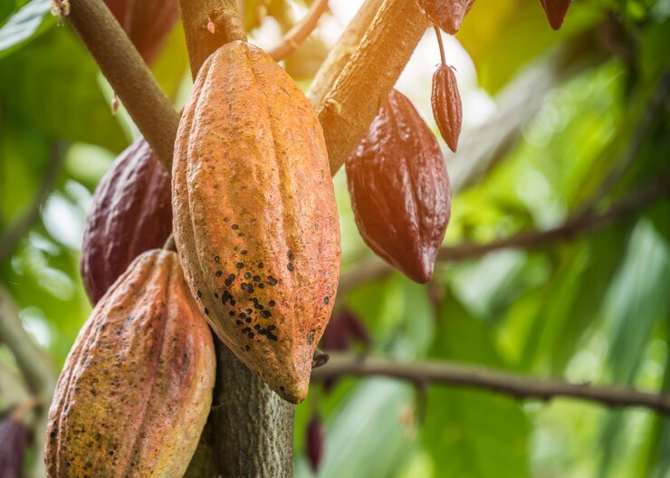 Foto l'albero di cacao con frutti. i baccelli di cacao gialli e verdi crescono sull'albero