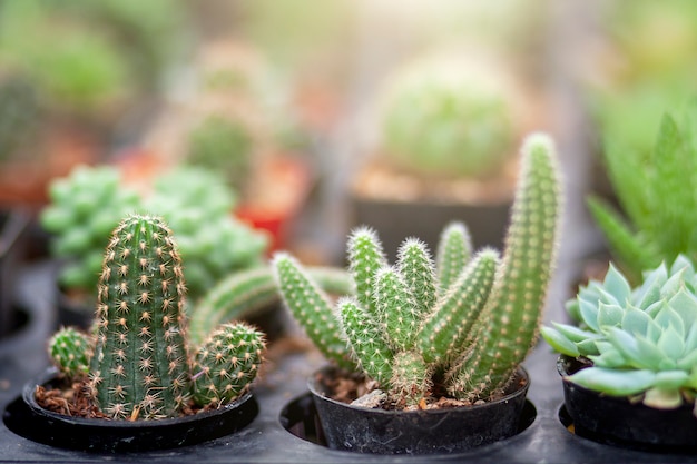 L&#39;albero di cactus nel giardino.