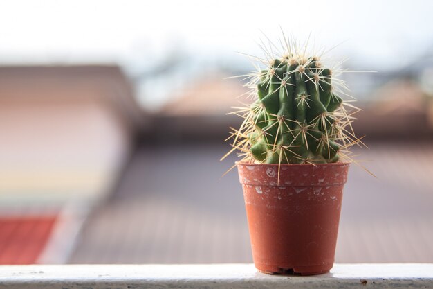 L'albero di cactus verde nel piccolo vaso marrone ha messo sul terrazzo all'aperto nel giorno del sole con il fondo della casa della sfuocatura