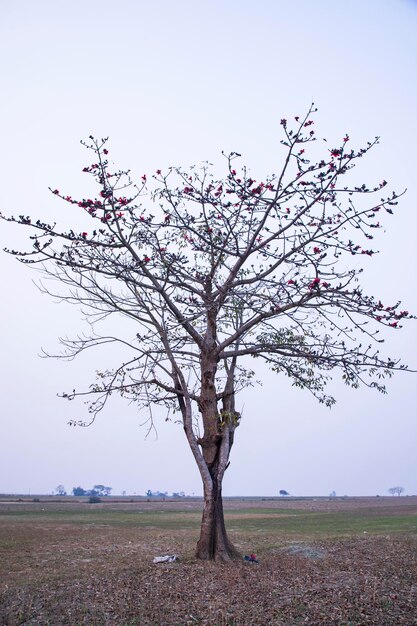 L'albero di ceiba Bombax solitario nel campo sotto il cielo blu