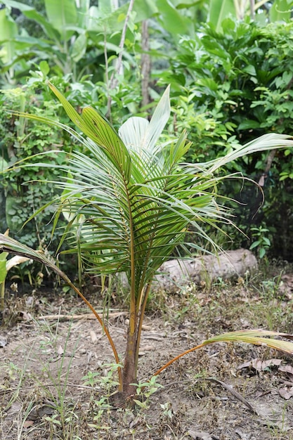 L'albero di cocco è ancora piccolo.