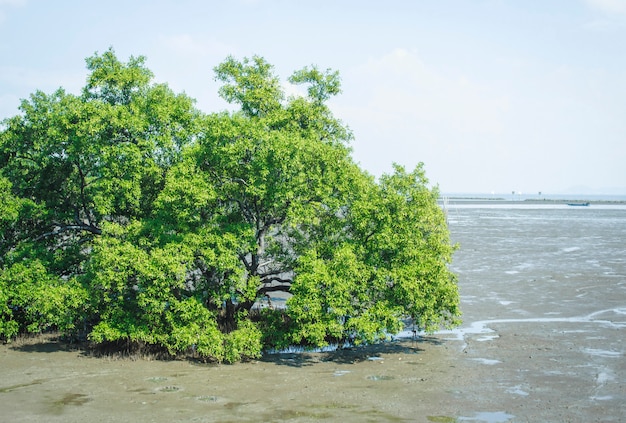 L&#39;albero di mangrovie