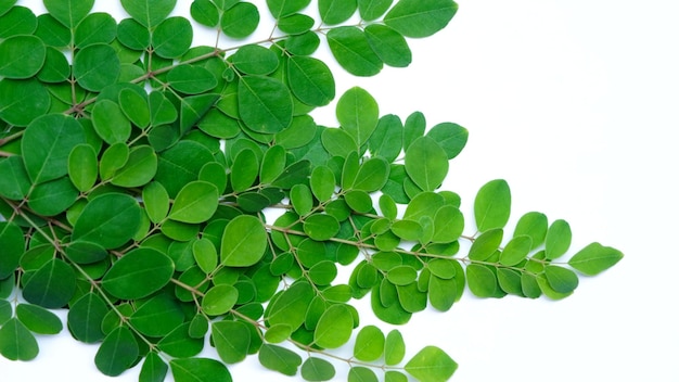 l'albero di moringa lascia lo sfondo. daun kelor. Foglie di moringa isolate su sfondo bianco. Salutare