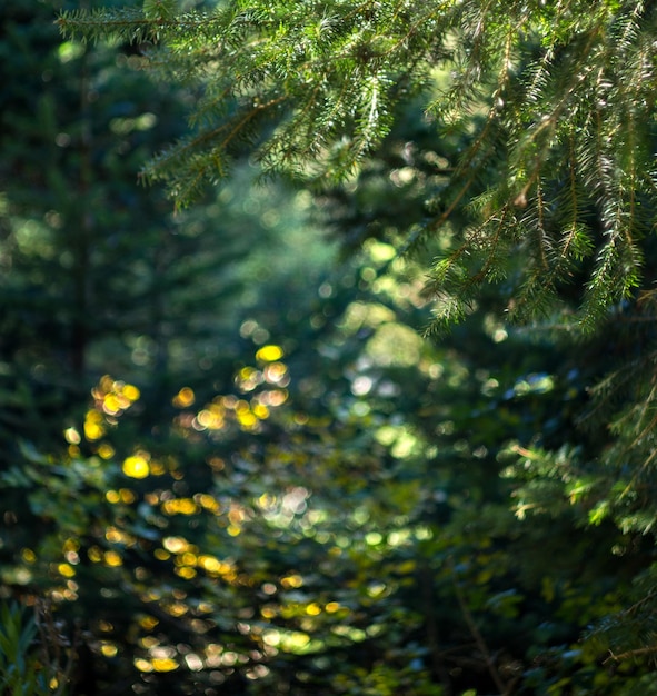 L'albero di Natale brilla al sole nella foresta