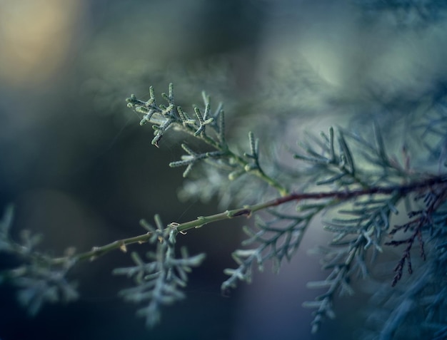 L'albero di Natale brilla al sole nella foresta