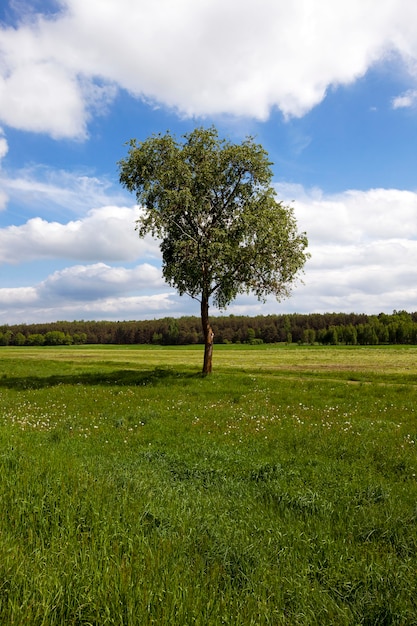 L'albero di una betulla che cresce in un campo su cui crescono piante