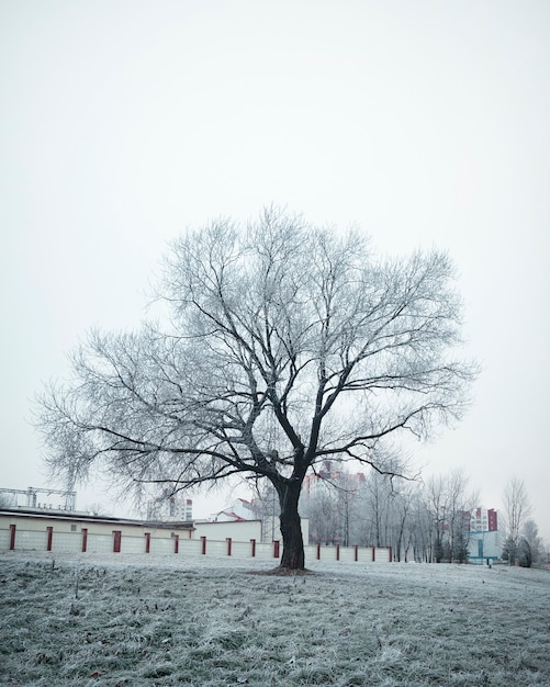 L'albero è coperto di brina. Paesaggio invernale urbano