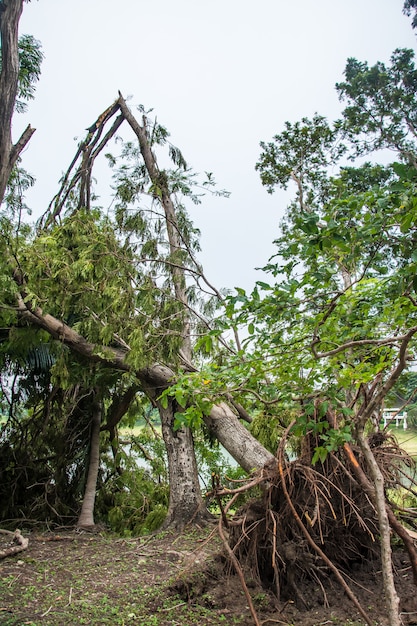 L&#39;albero fu distrutto dall&#39;intensità della tempesta