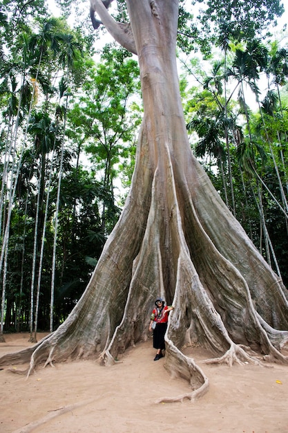 L'albero gigante di Ton Phueng o la pianta più grande di Ton Siang di Baan Sanam a Ban Rai a Uthai Thani Thailandia