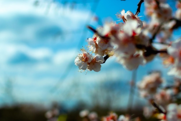 L'albero in fiore perde fino alla giornata di sole accanto al cielo blu