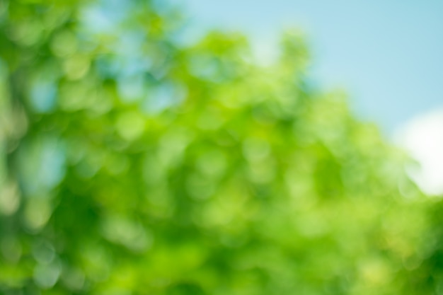 L&#39;albero lascia il bokeh per il fondo della natura e conserva il concetto verde