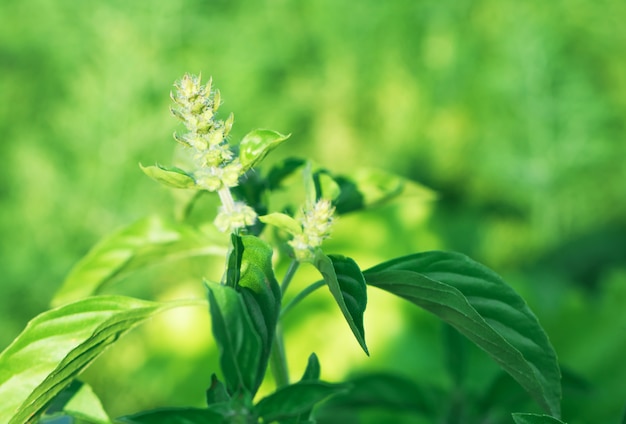 L&#39;albero lascia il bokeh per il fondo della natura e conserva il concetto verde