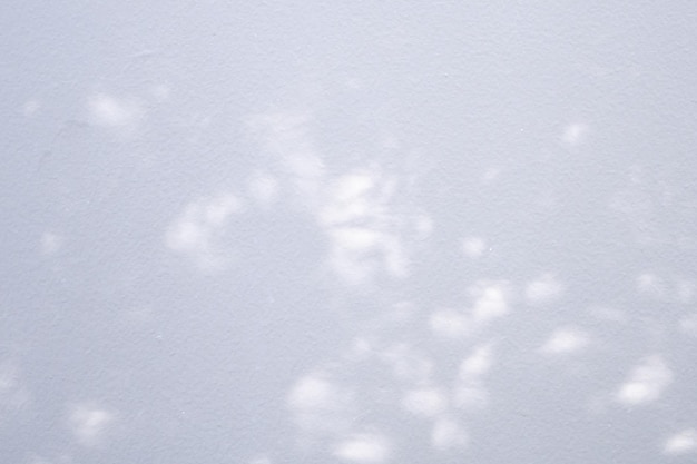 L'albero naturale astratto lascia l'ombra sul fondo bianco della parete