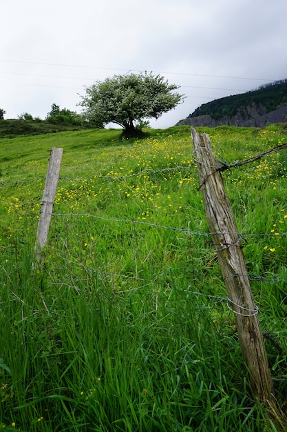 l&#39;albero nella montagna